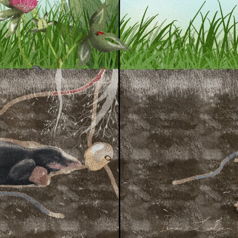 Veel vs. weinig bodemleven